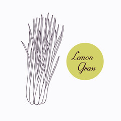 Hand drawn lemongrass branch with leaves isolated on white - 94694851