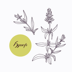 Hand drawn hyssop branch with leaves isolated on white