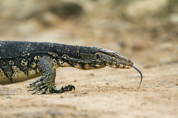 Asian Water monitor in Tangalle, Sri Lanka