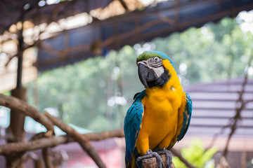 parrot