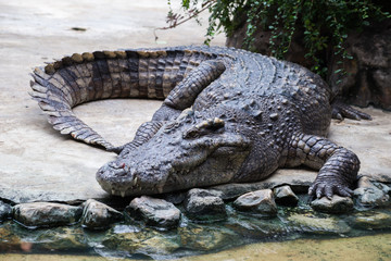 Crocodiles lie and relax