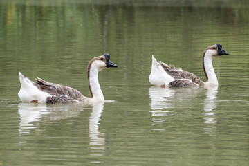 Lovely Goose - Goose swimming in the lake