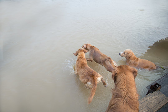 Dog golden jump down to play in the water.