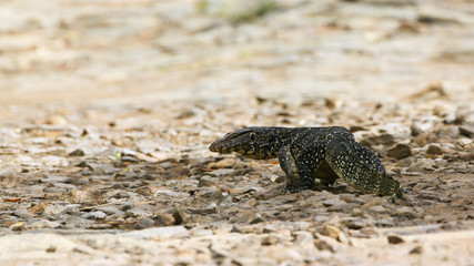 Asian Water monitor in Tangalle, Sri Lanka