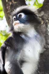 Dusky leaf monkey