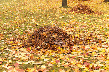 foliage of trees  