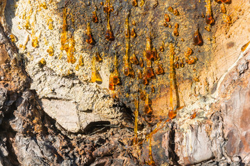Amber drops of resin flowing down the tree.
