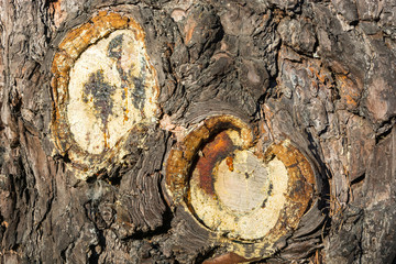 Amber drops of resin flowing down the tree.