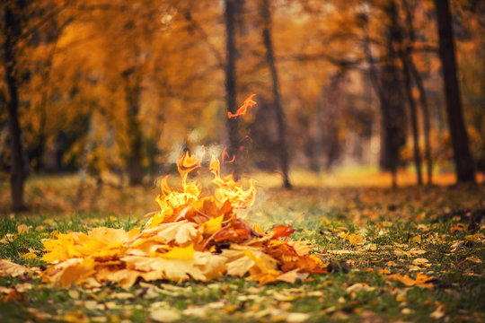 leaves burning