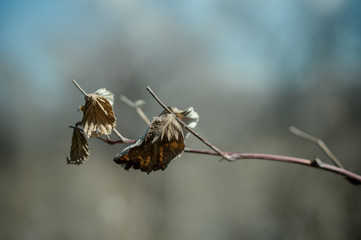 dried leaf photographed close up