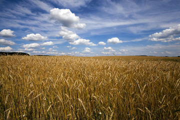 wheat field  . wheat.