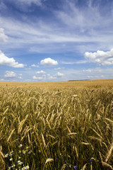 unripe cereals . field 