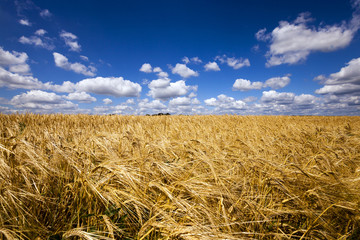 Fototapeta na wymiar wheat field . wheat.