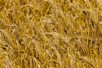 ripened cereals . close up