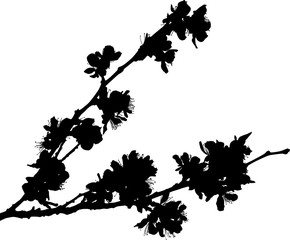 sakura black single spring branch silhouette with flowers