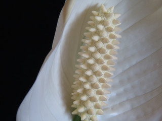 White Spathiphyllum flower - the female flower of happiness