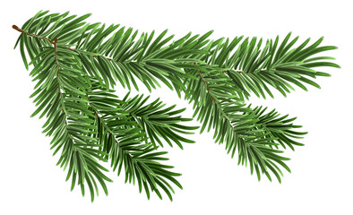 Green lush spruce branch. Fir branches - obrazy, fototapety, plakaty