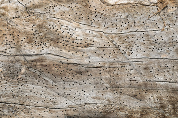 Wood texture with a lot of termites holes