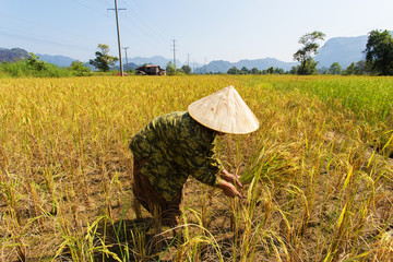 Naklejka na ściany i meble Woman working on collecting rice in third world country side,Thailand.