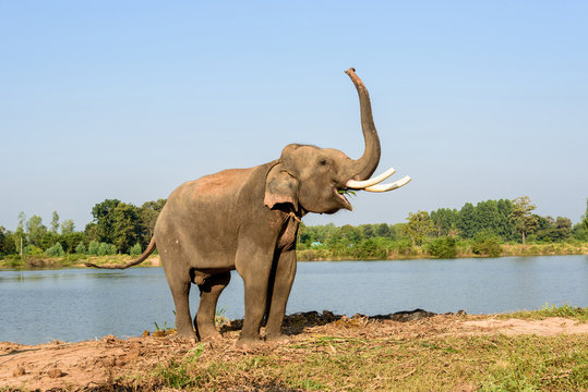 elephant