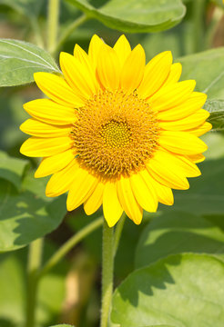 Beautiful yellow Sunflower.