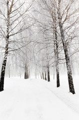 winter trees .  photographed 