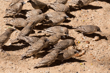 Sociable Weaver Bird at Kgalagadi