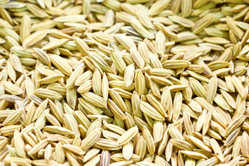 Close up of paddy can be use as background.