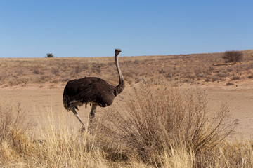 Naklejka premium Ostrich Struthio camelus, in Kgalagadi, South Africa