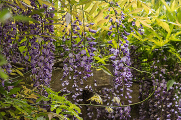 purple wisteria flowers