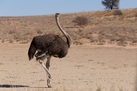 Ostrich Struthio camelus, in Kgalagadi, South Africa