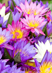 Obraz premium Many multicolored water lilies close up.