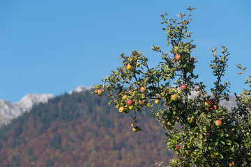 Fototapeta na wymiar Wild apple tree in the mountains