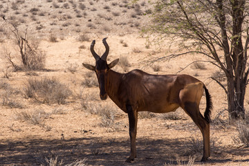 A Common tsessebe (Alcelaphus buselaphus)the camera