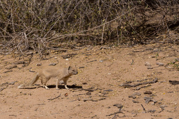 Yellow mongoose, Kalahari desert, South Africa