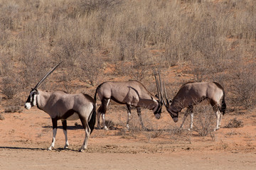 Naklejka na ściany i meble fight between two male Gemsbok, Oryx gazella