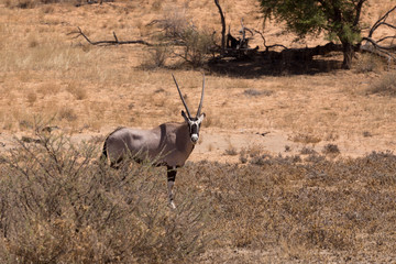 Gemsbok, Oryx gazella