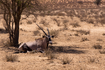 Gemsbok, Oryx gazella