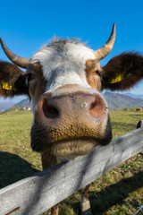 Front view of a cow's head over a fence