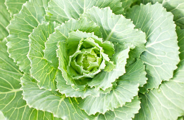 Close up of Longlived Cabbage.