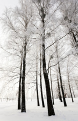 winter trees . photographed  