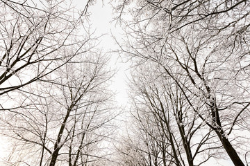 winter trees . photographed  