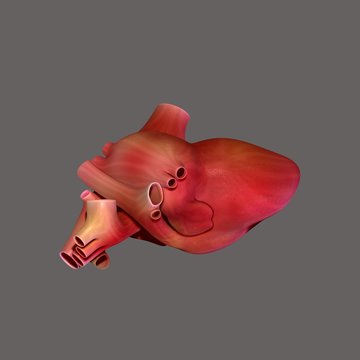 Human body heart