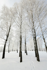 winter trees . photographed  