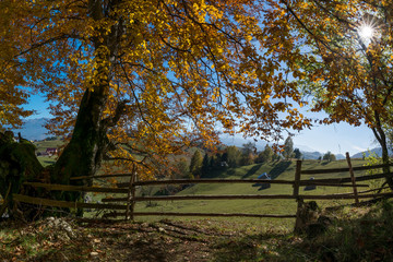 Autumn sun through autumn leaves with forest background