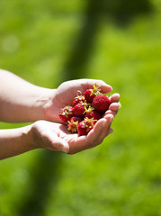 A woman is holding fresh strawberries in her hands. One raw strawberry is in the set also. Image is taken outdoor.