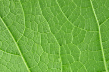 Texture background of backlight fresh green Leaf.