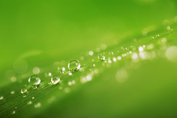 Rain drops over fresh green leaf texture, natural background
