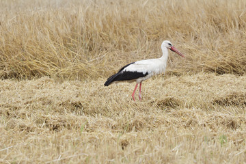 Obraz na płótnie Canvas Adult walking white stork looking for food on harvested cereal field