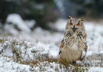 Siberian Eagle Owl or Bubo bubo sibericus